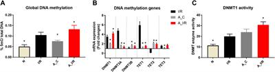 Age-associated global DNA hypermethylation augments the sensitivity of hearts towards ischemia-reperfusion injury